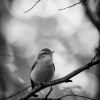 Budnicek lesni - Phylloscopus sibilatrix - Wood Warbler 1801-2